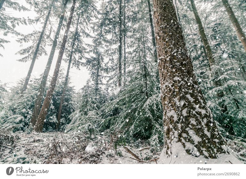 Schneesturm in einem Wald mit hohen Pinienbäumen schön Ferien & Urlaub & Reisen Winter Berge u. Gebirge Weihnachten & Advent Umwelt Natur Landschaft Pflanze