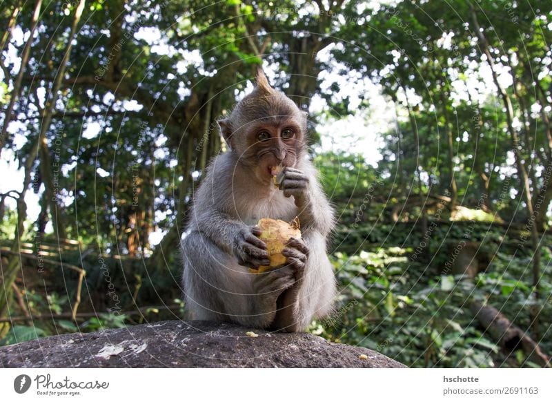 Meins! Meins! Meins! - Affe frisst Frucht Umwelt Natur Tier Sonnenlicht Pflanze Baum Sträucher Grünpflanze Wald Urwald Waldlichtung Wildtier 1 Essen Fressen