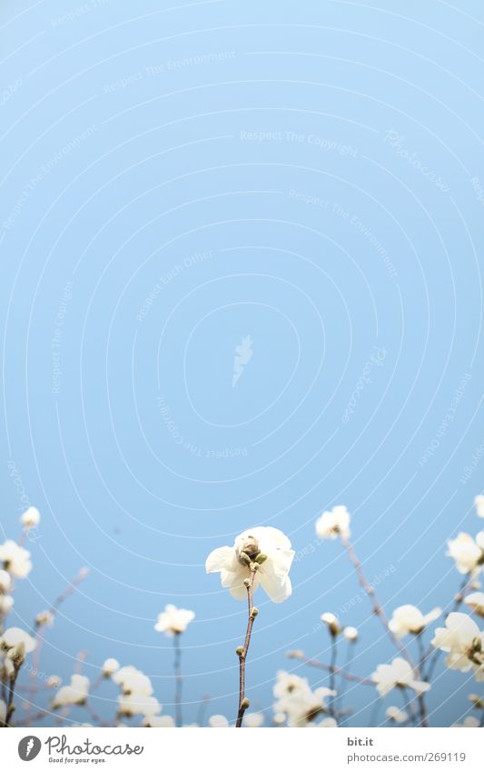 Schneewittchen und die 27 Zwerge... Sinnesorgane ruhig Meditation Dekoration & Verzierung Feste & Feiern Valentinstag Muttertag Hochzeit Geburtstag Natur