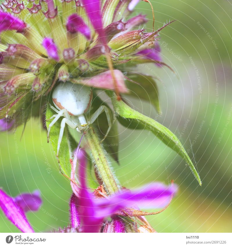 Krabbenspinne, veränderlich Sommer Schönes Wetter Blume Blatt Blüte Indianernessel Garten Spinne 1 Tier grau grün violett rosa rot weiß beobachten feminin