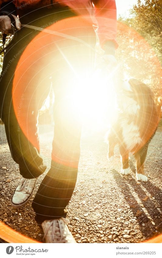 Sonntagsspaziergang Lifestyle Leben Freizeit & Hobby Sonne maskulin Mann Erwachsene Beine Fußgänger Wege & Pfade Tier Haustier Hund gehen laufen Gesundheit hell
