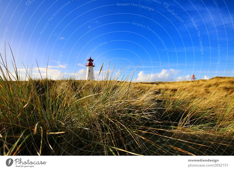 Leuchtturm auf Sylt Natur Landschaft Pflanze Tier Sonne Frühling Sommer Klima Wetter Schönes Wetter Wind Gras Sträucher Meer Insel Ferne frei Freundlichkeit