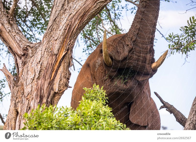 fressender Elefant im kruger national park Rüssel Fressen Porträt Pflanzenfresser Nationalpark Südafrika Stoßzähne Elfenbein ruhig Krüger Nationalpark