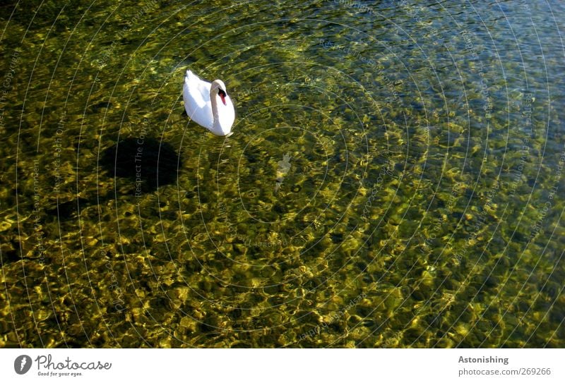Schwan im See Umwelt Natur Wasser Sommer Wetter Schönes Wetter Wärme Lunzer See Tier Wildtier 1 Neugier blau mehrfarbig gelb weiß Schatten Boden Seegrund Stein