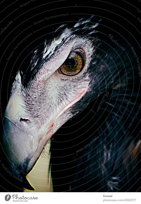 prächtiger Adler, Australien Ferien & Urlaub & Reisen Ausflug Abenteuer Ausstellung Natur Tier Handschuhe Wildtier Vogel 1 authentisch dunkel frei niedlich