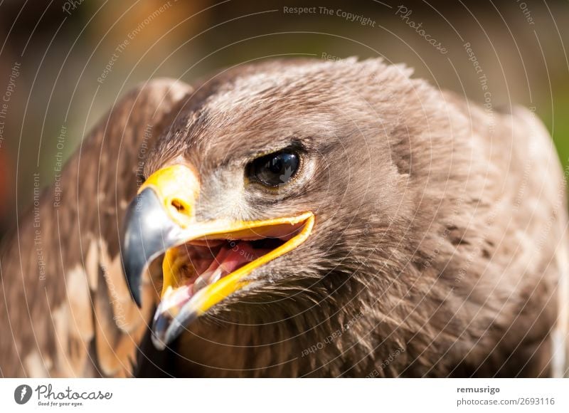 Nahaufnahme eines Steppenadlers Jagd Natur Tier Vogel wild braun accipitriformes Schnabel Fleischfresser Akkordata Lebewesen Adler gefährdet Falknerei Feder
