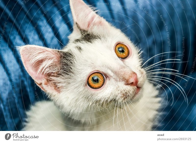 Katze Haustier Angst Auge zuschauen Farbfoto Makroaufnahme Blitzlichtaufnahme Blick nach oben
