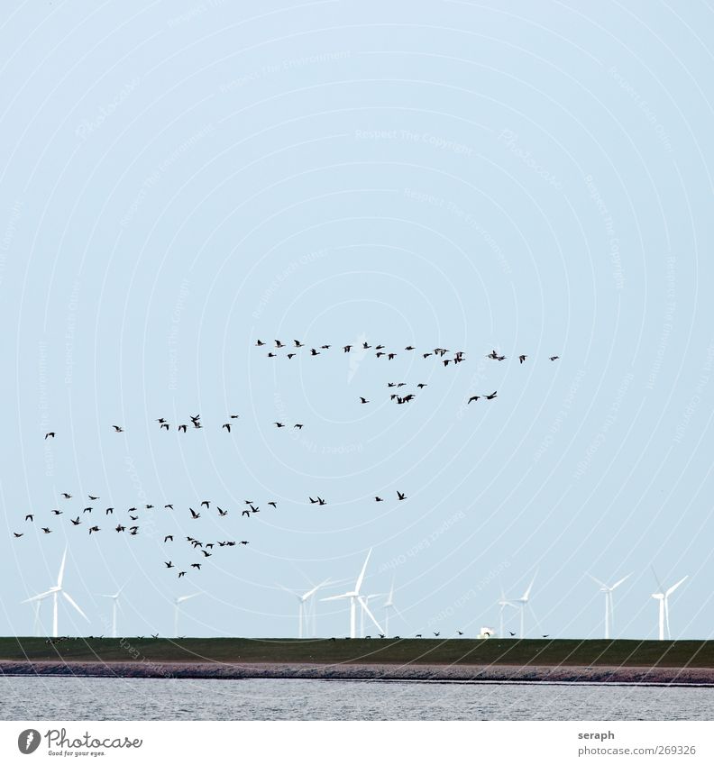 Zugvögel Graugans Gans Hausgans Windkraftanlage Energie Damm Meer wadden sea Vogel Schwarm birdwatching Wolken fliegen Formation Migration Zugvogel Bewegung