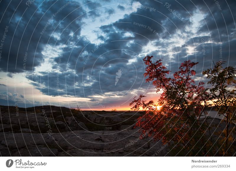 Licht im Norden Ferien & Urlaub & Reisen Freiheit Sommer Sommerurlaub Meer Natur Landschaft Pflanze Urelemente Sonnenaufgang Sonnenuntergang Küste beobachten