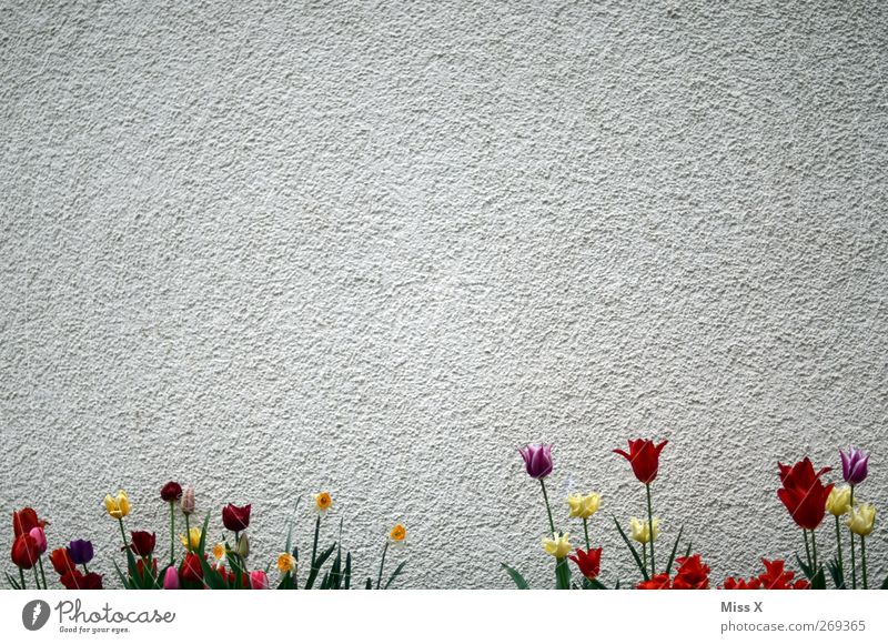 Wanddeko II Frühling Pflanze Blume Tulpe Blatt Blüte Mauer Blühend Duft mehrfarbig Dekoration & Verzierung Hintergrundbild Farbfoto Außenaufnahme Menschenleer