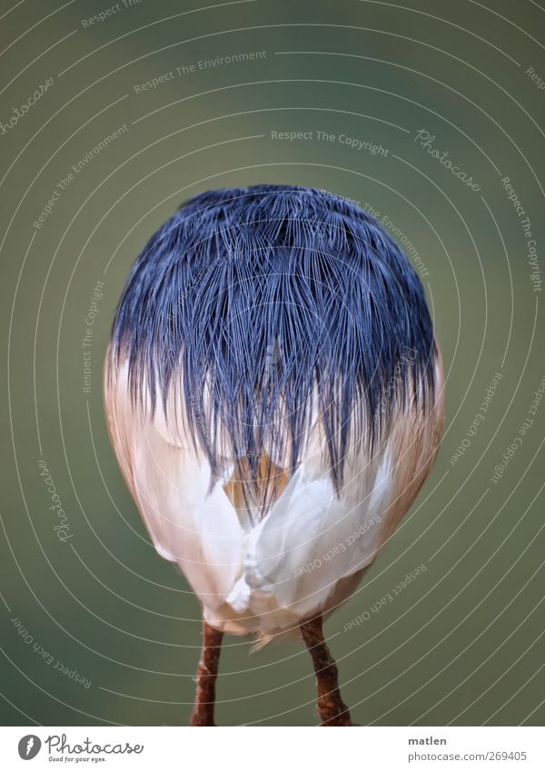 Frohe Ostern Tier Vogel 1 blau grün weiß Beine Metallfeder Ei Rücken Schwanz kopflos Gedeckte Farben Außenaufnahme Menschenleer Textfreiraum oben Tag