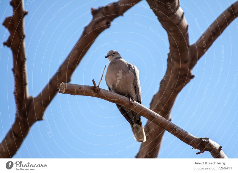 Sit & chill Wolkenloser Himmel Sommer Schönes Wetter Baum Tier Wildtier Vogel Taube Tiergesicht 1 blau braun sitzen Ast Farbfoto Außenaufnahme Tag Licht