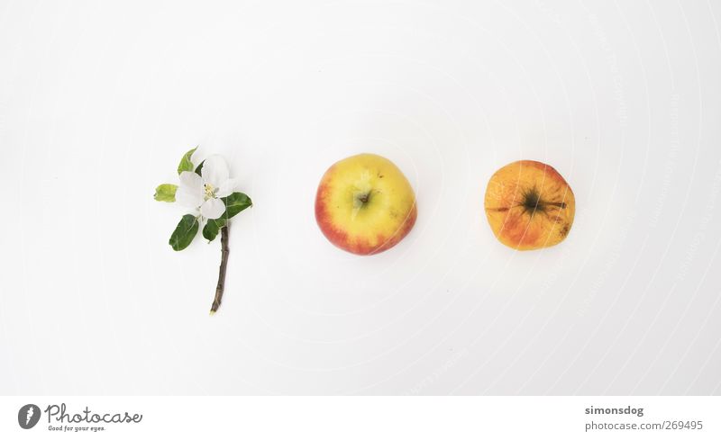 lebenslauf Frucht Apfel Bioprodukte Natur Blatt Blüte alt frisch Vergänglichkeit Wachstum Wandel & Veränderung Entwicklung Zyklus Apfelblüte verschrumpelt grün
