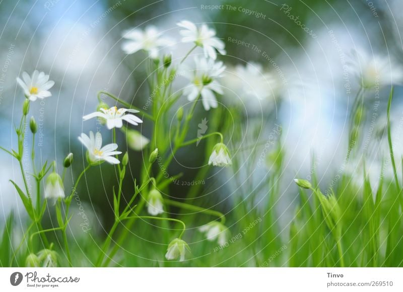 weiße zarte Blüten mit blau-grünem Hintergrund schwache Tiefenschärfe Umwelt Natur Pflanze Frühling Blume Garten Wiese Blühend Duft Freundlichkeit frisch schön