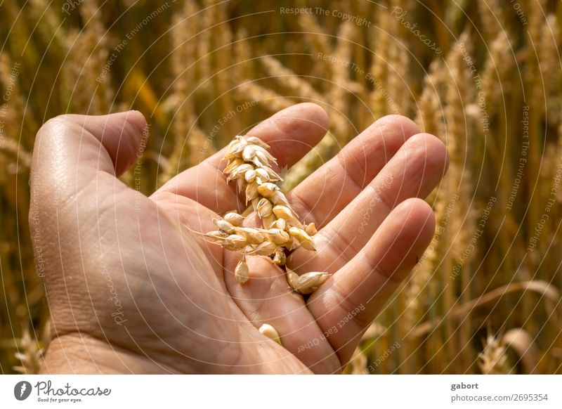ein Bauer prüft seine Ernte mit den Händen auf seinem Feld Ackerbau Natur Korn Weizen gold Sommer Lebensmittel golden Hintergrund Sonne Hand Mann gelb