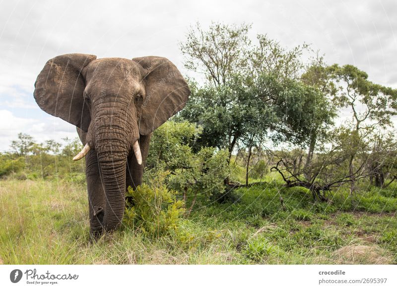 Elefant im kruger national park Rüssel Porträt Nationalpark Südafrika Stoßzähne Elfenbein ruhig Krüger Nationalpark majestätisch wertvoll Safari Natur
