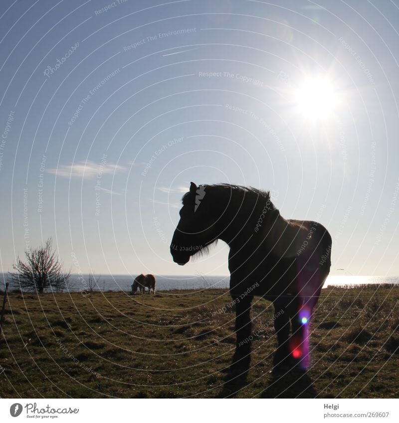 im Gegenlicht... Umwelt Natur Landschaft Pflanze Wasser Himmel Sonne Frühling Schönes Wetter Gras Sträucher Wiese Küste Ostsee Tier Nutztier Pferd 2 beobachten