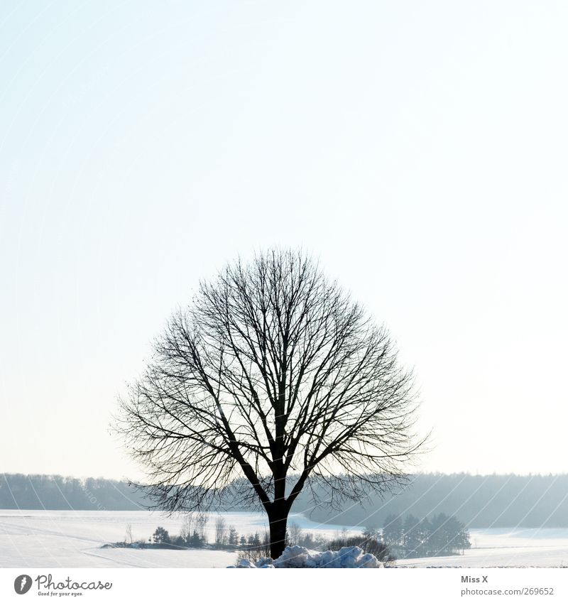 out of season III Natur Landschaft Winter Eis Frost Schnee Baum kalt weiß 1 Einsamkeit Ast Zweige u. Äste Farbfoto Gedeckte Farben Außenaufnahme Menschenleer