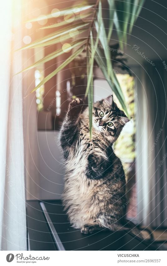 Eine lustige junge Katze sitzt auf ihren Hinterbeinen und spielt mit hängenden Pflanzenblättern im Wohnzimmer. Flauschige reinrassige Sibirische Katze Sitzen