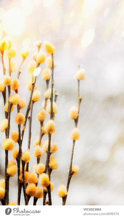 Gelbe Weidenkätzchen auf Bokeh Lifestyle Design Natur Pflanze Frühling Schönes Wetter Blatt Blüte Garten Park Blumenstrauß weich gelb Hintergrundbild April