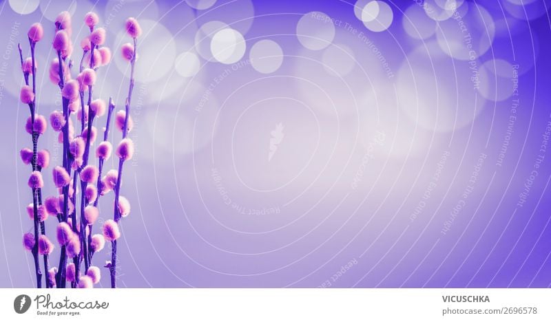 Frühling Hintergrund mit Weidenkätzchen Stil Design Natur Pflanze Blüte Garten Blumenstrauß Blühend weich rosa Hintergrundbild Frühlingsgefühle violett