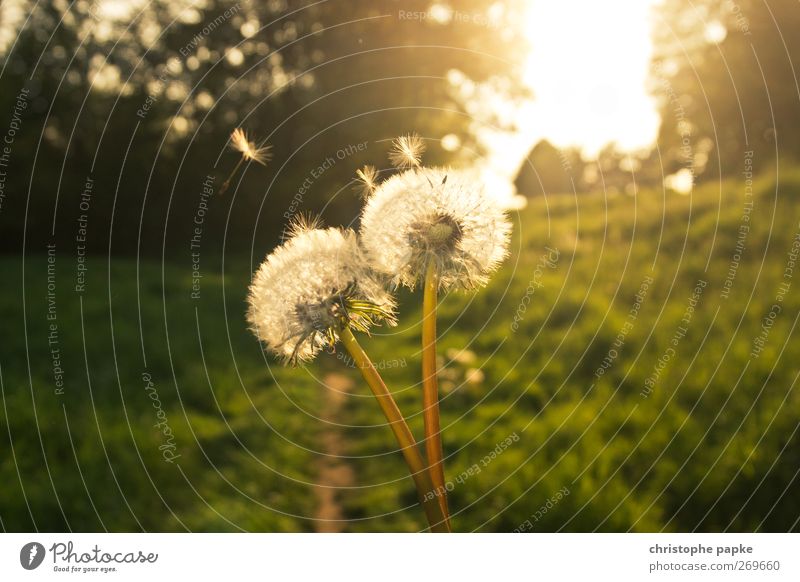 Märchenhafte Pusteblume Umwelt Natur Pflanze Sonne Sonnenlicht Frühling Sommer Herbst Schönes Wetter fliegen verblüht ästhetisch fantastisch schön Löwenzahn