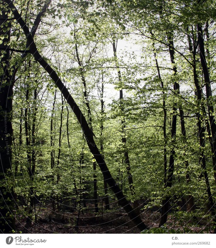 neulich im Wald Natur Pflanze Frühling Schönes Wetter Baum Sträucher Grünpflanze Wildpflanze Wachstum grün Umwelt Blatt Laubbaum Waldboden Ast diagonal verrückt