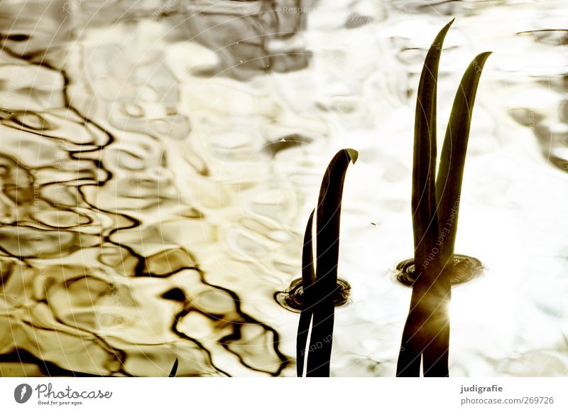 Sonntags Umwelt Natur Pflanze Wasser Wildpflanze Seeufer Teich leuchten Wachstum glänzend nass natürlich schön Stimmung Wasseroberfläche Wellen Schilfrohr