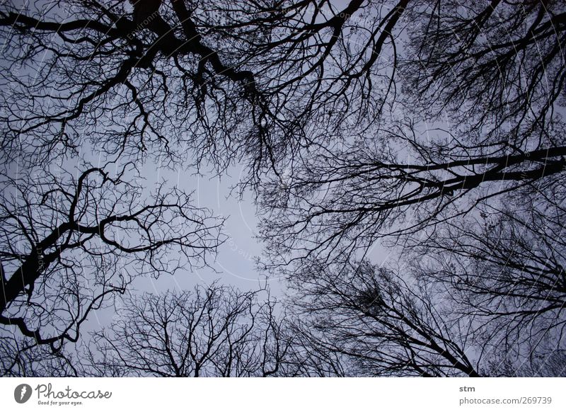 im wald Umwelt Natur Landschaft Pflanze Himmel Wolkenloser Himmel Nachthimmel Herbst Winter Schönes Wetter Baum Laubbaum laublos Park Wald Stimmung Traurigkeit