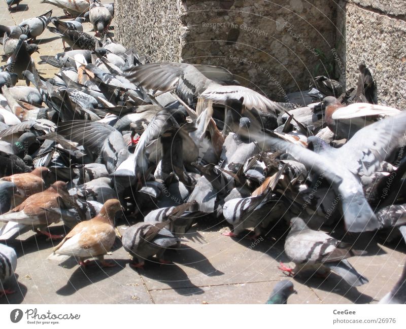 Taubenhaufen Fressen Haufen Barcelona Spanien Vogel Ramblas fliegen Konflikt & Streit kämpfen