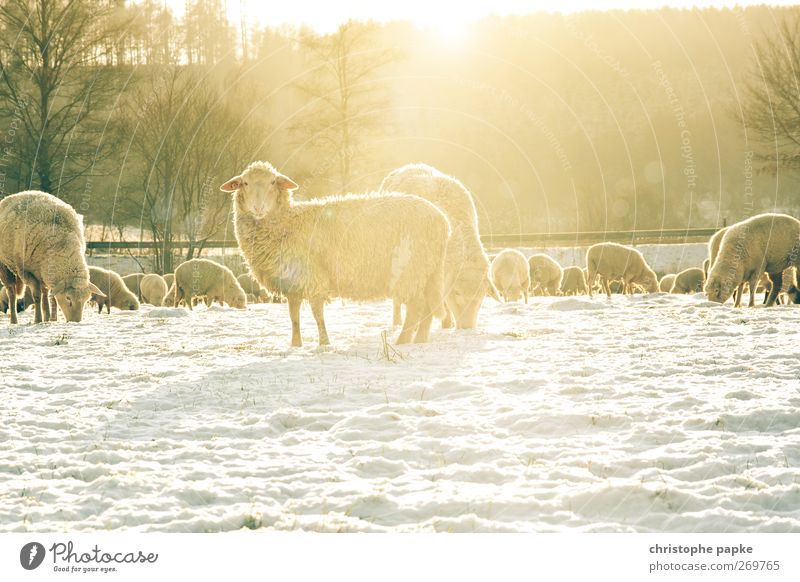 Schafskälte Landwirtschaft Forstwirtschaft Winter Schönes Wetter Schnee Wiese Feld Tier Nutztier Fell Schafherde Tiergruppe Herde frieren Blick stehen hell kalt