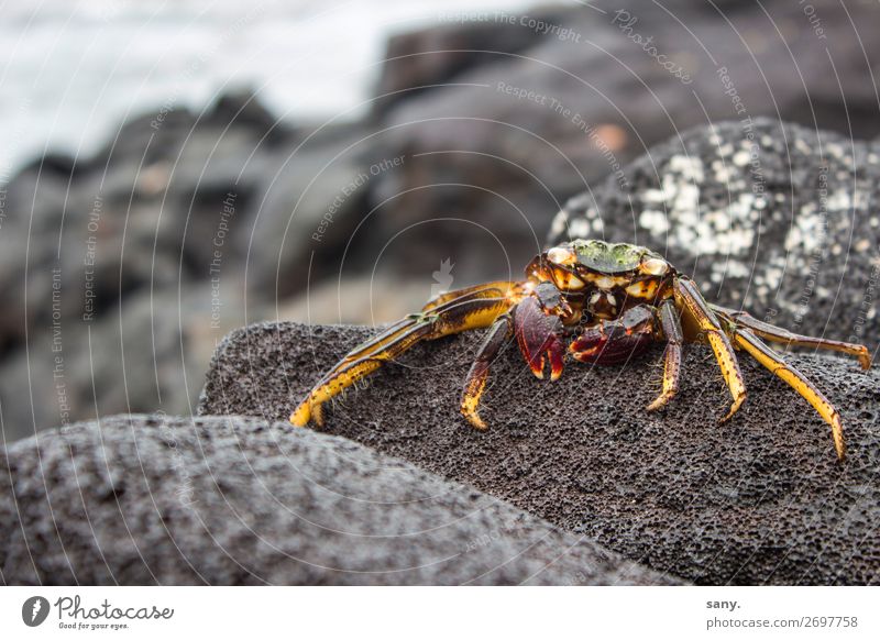 Crab on petrified lava Natur Landschaft Tier Erde Wasser Felsen Vulkan Lavakrabbe Küste Insel "Big Island Hawaii" Wildtier Krabbe 1 krabbeln Blick gelb rot