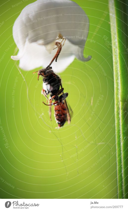 Der Jäger, der in der Blüte lauert. Maiglöckchen Blütenkelch Tier Wildtier Käfer Spinne Krabbenspinne Wespen 2 grün weiß Farbfoto mehrfarbig Außenaufnahme