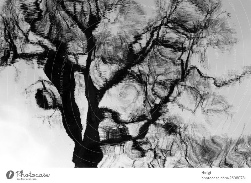 bizarre Spiegelung eines Baumes auf einer Wasseroberfläche Umwelt Pflanze Frühling Teich stehen außergewöhnlich groß einzigartig grau schwarz weiß ruhig