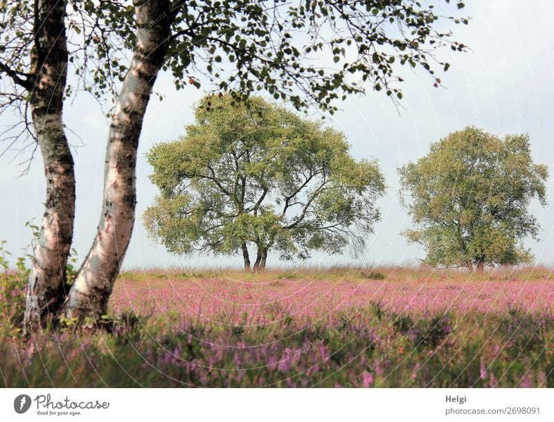 Landschaftsaufnahme mit Birken und blühenden Heidepflanzen im Moor bei schönem Wetter Umwelt Natur Pflanze Himmel Sommer Schönes Wetter Baum Blume Blatt Blüte