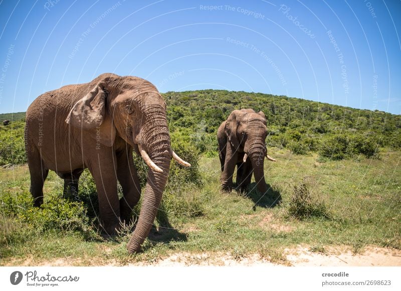 # 844 Elefant Koloss Herde Südafrika Nationalpark Schutz friedlich Natur Rüssel Säugetier bedrohlich aussterben Elfenbein Großwild Big 5 Sträucher Wasserstelle