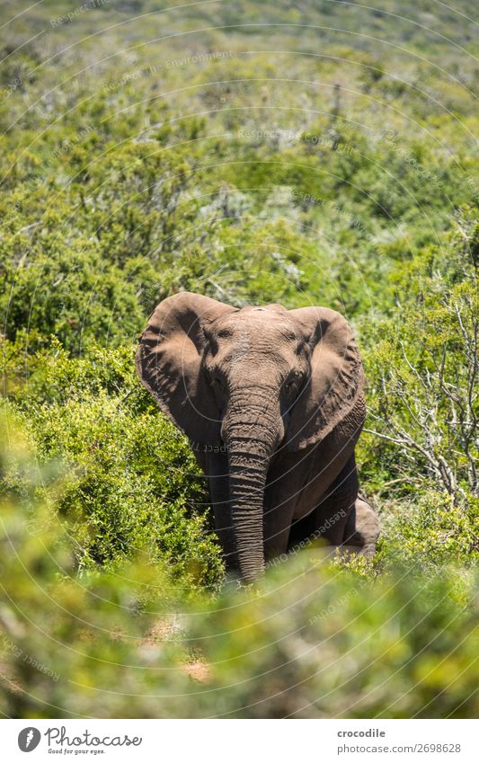 # 837 Elefant Koloss Herde Südafrika Nationalpark Schutz friedlich Natur Rüssel Säugetier bedrohlich aussterben Elfenbein groß Big 5 Sträucher