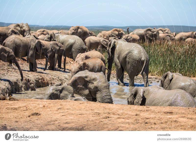 # 838 Elefant Koloss Herde Südafrika Nationalpark Schutz friedlich Natur Rüssel Säugetier bedrohlich aussterben Elfenbein groß Big 5 Sträucher Wasserstelle