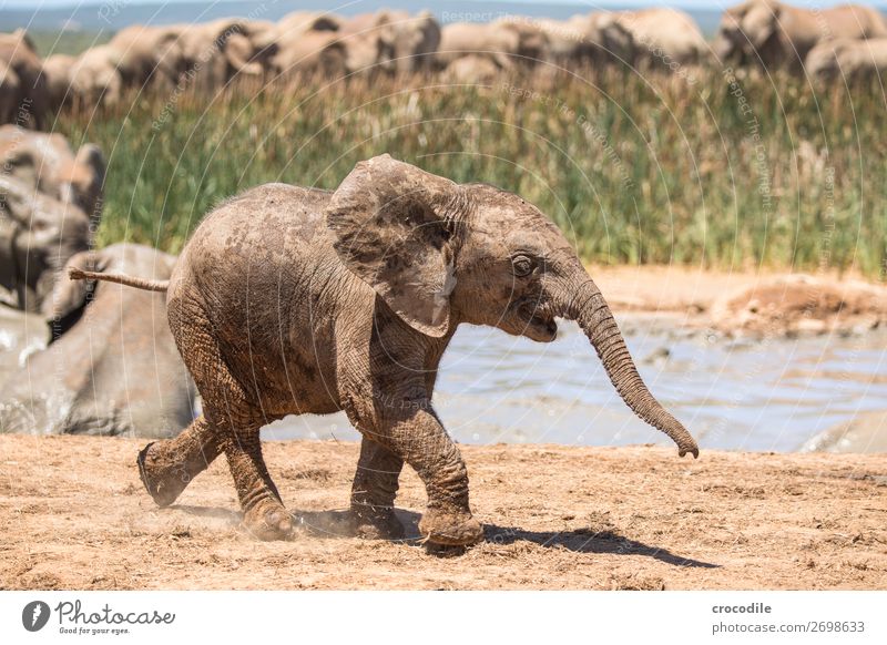 # 839 Elefant Koloss Herde Südafrika Nationalpark Schutz friedlich Natur Rüssel Säugetier bedrohlich aussterben Elfenbein groß Big 5 Sträucher Wasserstelle