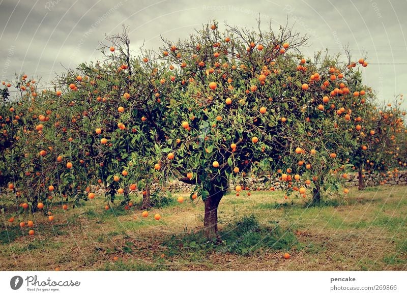 sinaasappel Orange Baum Nutzpflanze Gelassenheit Orangenhain Mallorca viele paradiesisch Duft Farbfoto Außenaufnahme Textfreiraum unten