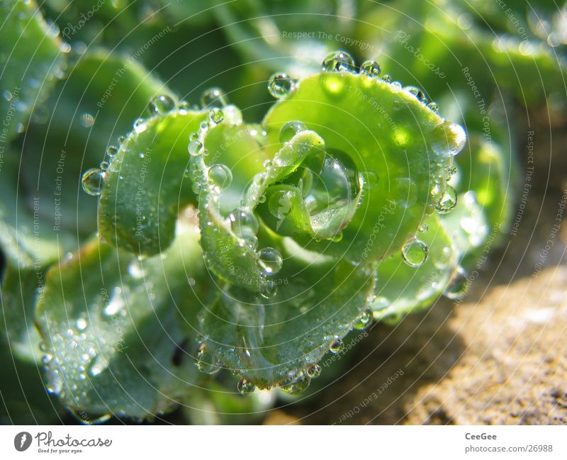 aufgereiht Reflexion & Spiegelung Pflanze grün Morgen nass feucht Natur Wasser Wassertropfen Seil Nahaufnahme Makroaufnahme Regen