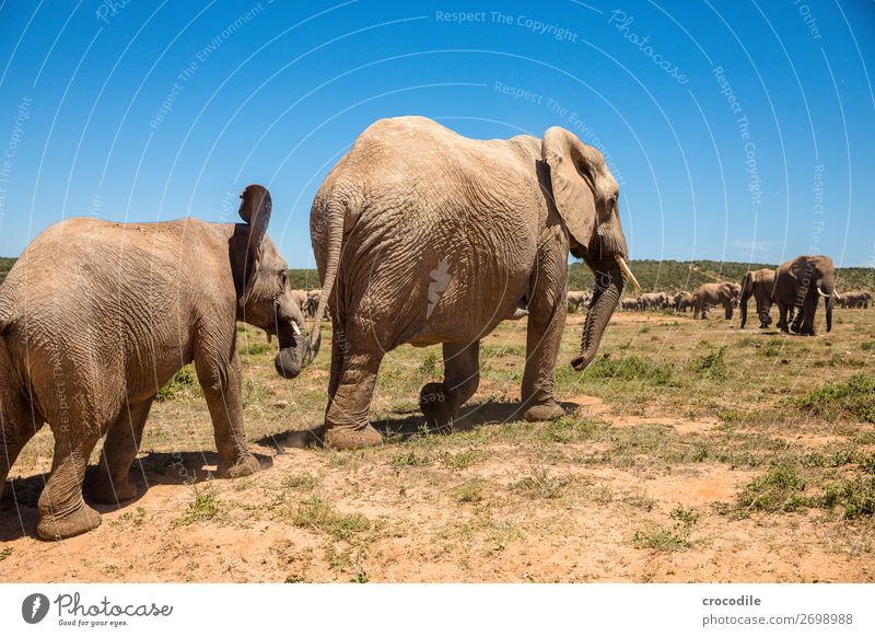 # 840 Elefant Koloss Herde Südafrika Nationalpark Schutz friedlich Natur Rüssel Säugetier bedrohlich aussterben Elfenbein groß Big 5 Sträucher Wasserstelle