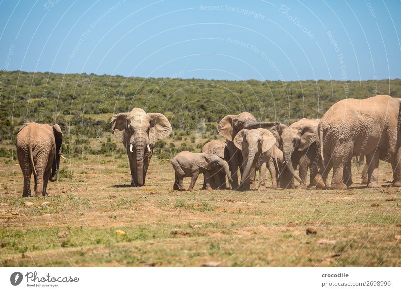 # 843 Elefant Koloss Herde Südafrika Nationalpark Schutz friedlich Natur Rüssel Säugetier bedrohlich aussterben Elfenbein Großwild Big 5 Sträucher Wasserstelle