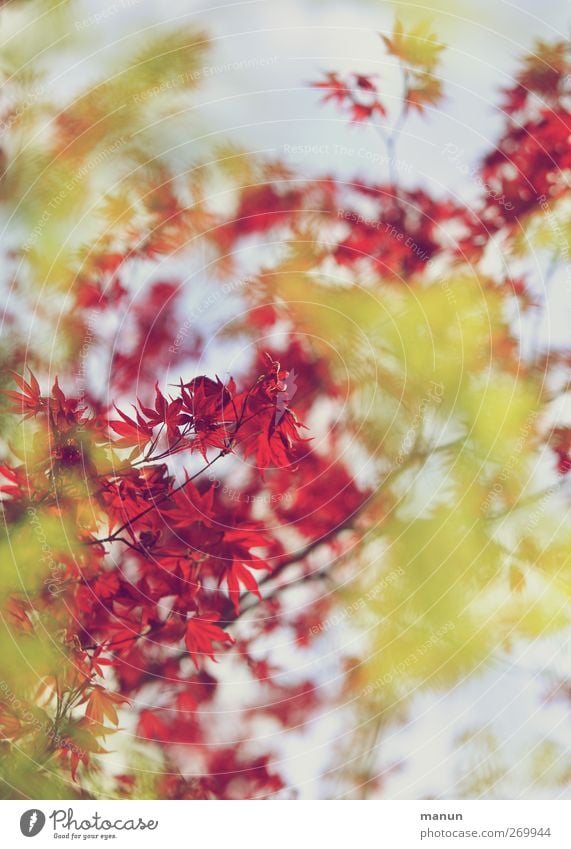 Ahorn sprießt Natur Frühling Herbst Baum Blatt Zweige u. Äste Ahornblatt Ahornzweig Wachstum gelb rot Farbfoto Außenaufnahme Menschenleer Textfreiraum oben Tag