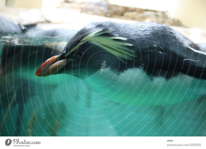 fest im blick Tier Wasser Wildtier Tiergesicht Flügel Fell Zoo Aquarium Pinguin 1 Coolness zielstrebig Farbfoto mehrfarbig Innenaufnahme Nahaufnahme