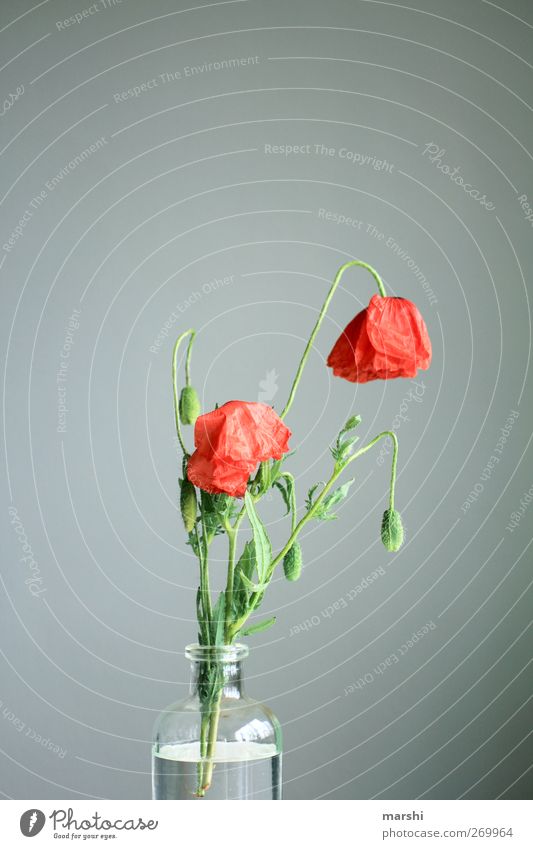trister Mohntag Pflanze Blume Blatt Blüte grün rot Mohnblüte Mohnkapsel Mohnblatt verblüht Vase grau Farbfoto Innenaufnahme