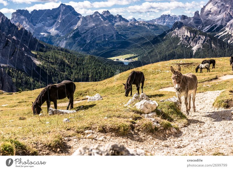 # 810 Drei Zinnen Dolomiten Sextner Dolomiten Weltkulturerbe Hochebene Farbfoto wandern Fußweg Gipfel Bergsteigen Alpen Berge u. Gebirge Schönes Wetter Wiese