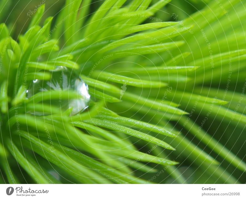 bestechend Tanne grün stachelig Natur Makroaufnahme Nahaufnahme Wasser Regen Wassertropfen Seil Spitze Strukturen & Formen Linie verstecken Geborgenheit