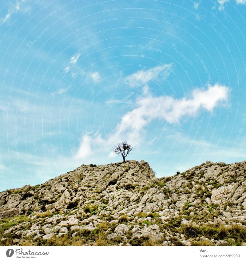 Einzelkämpfer Ferien & Urlaub & Reisen Natur Landschaft Erde Luft Himmel Wolken Pflanze Baum Gras Moos Hügel Felsen Berge u. Gebirge Stein blau grau Einsamkeit