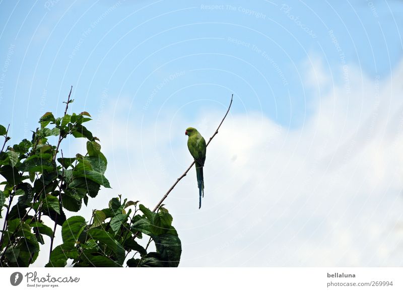 Bin auf dem Sonnendeck Natur Himmel Wolken Pflanze Baum Blatt Wildpflanze exotisch Tier Wildtier Vogel 1 sitzen Teneriffa Papageienvogel Ara grün blau Farbfoto